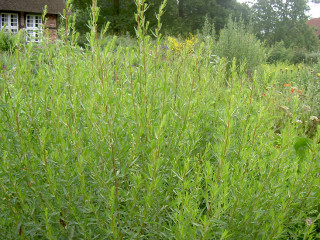 Artemisia dracunculus2