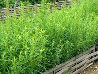 Artemisia dracunculus3