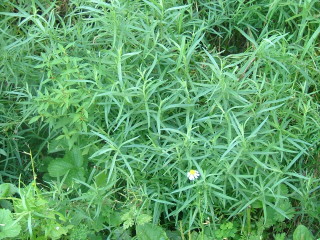 Artemisia dracunculus4