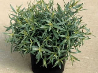 Artemisia dracunculus6