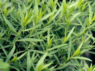 Artemisia dracunculus8