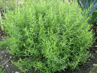 Artemisia dracunculus9