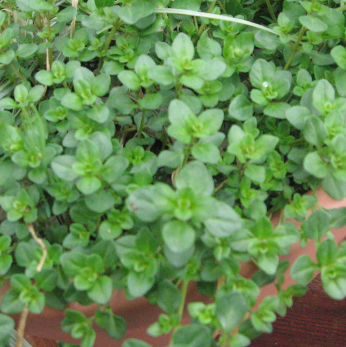 French (summer) thyme (Thymus vulgaris)