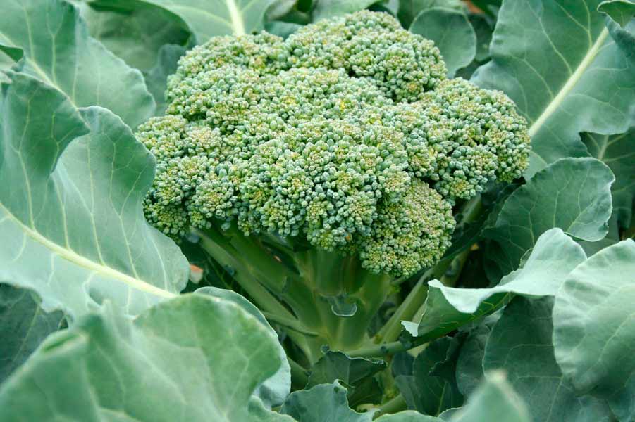 kapusta-broccoli10
