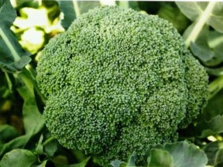 kapusta-broccoli3