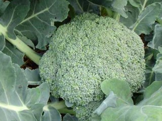 kapusta-broccoli6