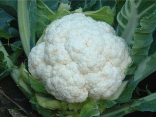 kapusta-broccoli9