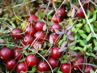 klukva 4