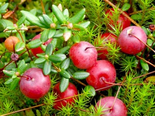 klukva 5
