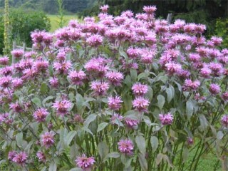 Monarda didyma