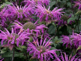 Monarda-didyma-flower-heads