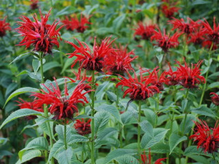 Monarda didyma Jacob Cline