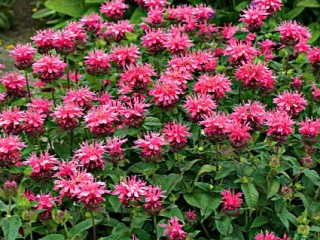 Monarda didyma Pink Lace