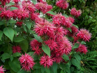 Monarda2