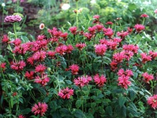 Monarda3