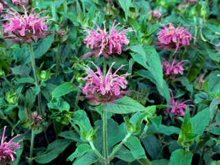 Monarda4