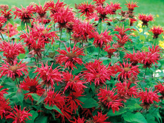 Monarda5