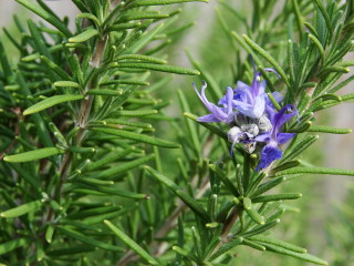 rosemary 1
