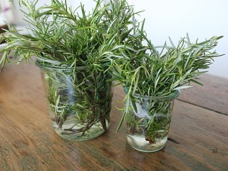 rosemary 2