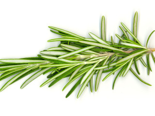rosemary 3