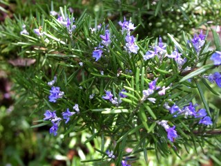 rosemary 4