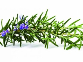 rosemary 7