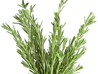 rosemary 8