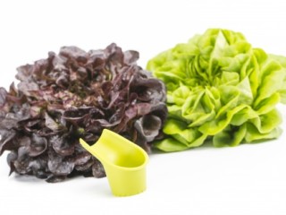 Salade_Salanova3