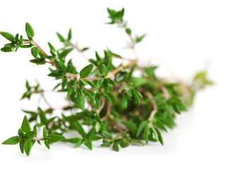 thyme_1