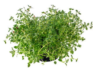 thyme_2
